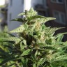 купить семена индийской конопли Northern Lights x Skunk feminised