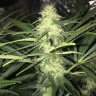 купить семена конопли Sweet Cheese feminised Ganja Seeds