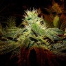 купить семена конопли марихуаны Black Domina x G13 feminised