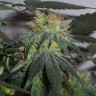 купить семена конопли для выращивания Black Domina x G13 feminised
