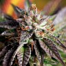 семена конопли в интернете Great White Shark feminised Ganja Live Seeds