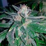 семена конопли дешево Great White Shark feminised Ganja Live Seeds