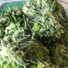 семена конопли автоцвет Auto Chocolope feminised Victory Seeds
