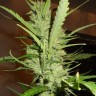 купить семена конопли Super Lemon Haze feminised Ganja Seeds
