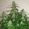 семена конопли Киев Auto Nefertiti feminised Ganja Seeds