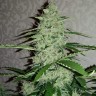 семена конопли Auto Nefertiti feminised Ganja Seeds