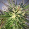 Фотопериодные семена конопли Grapefruit feminised
