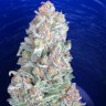 где заказать семена конопли G13 feminised