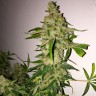 семена конопли интернет магазин Lemon Skunk feminised Ganja Live Seeds