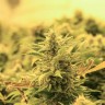 семена конопли феминизированные Lemon Skunk feminised Ganja Live Seeds