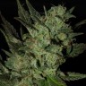 Недорогие семена конопли Grapefruit Haze feminised