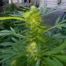 Качественные семена конопли Grapefruit Haze feminised
