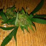 Семена конопли Grapefruit Haze feminised