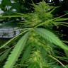 Семена конопли оптом Grapefruit Haze feminised