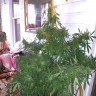 Семена конопли оптом Grapefruit Haze feminised