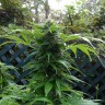 Фотопериодные сорта конопли Grapefruit Haze feminised