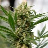 Семена конопли недорого Grapefruit Haze feminised