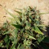Качественные семена конопли Grapefruit Haze feminised