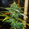 Семена конопли Grapefruit Haze feminised