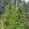 Семена конопли оптом Grapefruit Haze feminised