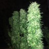 Качественные семена конопли Grapefruit Haze feminised