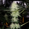 где заказать семена конопли Auto Bubblelicious regular