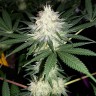 заказать семена конопли наложенным платежом Auto Bubblelicious regular