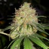 заказ семян конопли Auto Bubblelicious regular