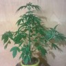 заказать семена конопли почтой Auto Bubblelicious regular