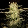 семена конопли в интернете OG Kush feminised Ganja Seeds
