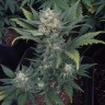 заказать качественные семена конопли Auto Heaven feminised Victory Seeds