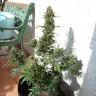 заказать на сайте семена конопли Auto Heaven feminised Victory Seeds