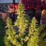 купить семена конопли в интернете Orange Bud feminised