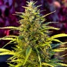 семена конопли скороспелый купить Orange Bud feminised
