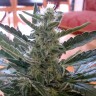 купить семена конопли интернет магазин Auto Moby Dick feminised