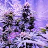 купить семена конопли индика Pure Kush feminised