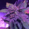 семена культурной конопли купить Pure Kush feminised