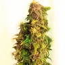 семена конопли Mazar feminised Ganja Live Seeds
