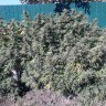 Семена марихуаны Sugar Black Rose feminised Ganja Seeds Fast Version