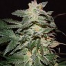 конопля семена сорта заказать Lemon Skunk feminised Ganja Seeds