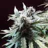 купить семена конопли Auto Blueberry Bliss feminised