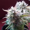 купить семена конопли недорого Auto Blueberry Bliss feminised