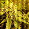 где заказать семена конопли Moby Dick feminised Ganja Live Seeds