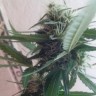 семена конопли наложенным платежом Moby Dick feminised Ganja Live Seeds