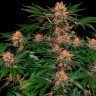Семена конопли Purple Punch feminised Ganja Seeds