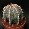 Недорогие семена кактуса Astrophytum asterias x ornatum