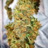 купить семена конопли Auto California Orange feminised