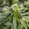 семена конопли дешево Auto Original Lemon Skunk feminised Victory Seeds