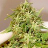 Семена конопли Auto Little Russian feminised Ganja Seeds