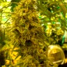 Семена каннабиса Auto Little Russian feminised Ganja Seeds
